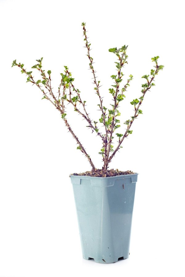 What's the Key to a Deliciously Tangy and Sweet English Gooseberry Fool?